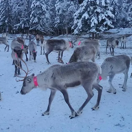 Koiviston Porotila, Pudasjarvi * Ylikiiminki
